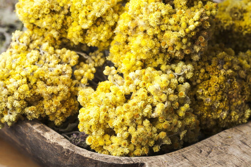The Healing Help of Helichrysum