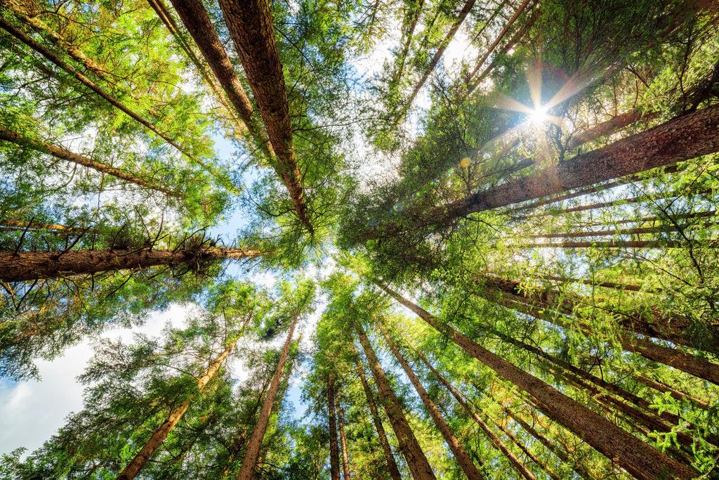 Caring for Your Skin with Cedarwood